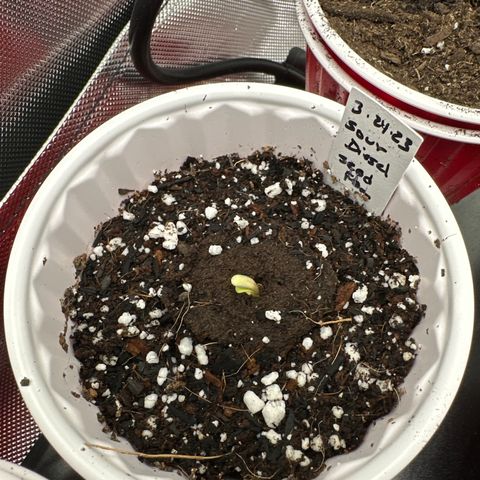 Sour Diesel - ILGM growlog photo