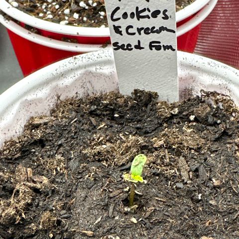 Cookies & Cream - ILGM growlog photo: tall plant germinated 3/21/23 for reference purposes