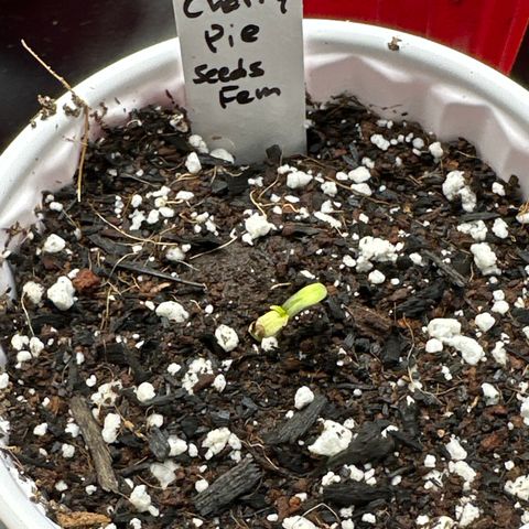 Cherry Pie - ILGM growlog photo: tall plant was germinated on 3/21/23 for reference 