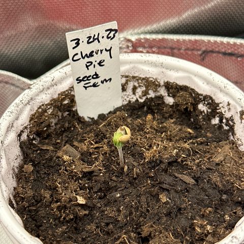 Cherry Pie - ILGM growlog photo: tall plant was germinated on 3/21/23 for reference 