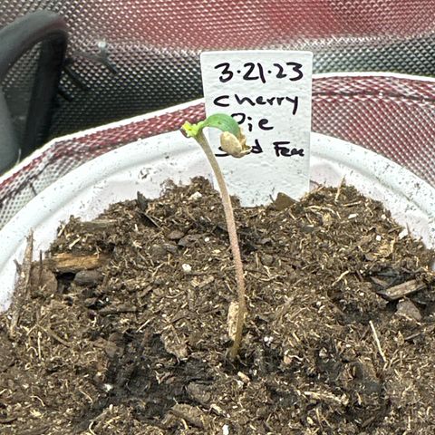 Cherry Pie - ILGM growlog photo: tall plant was germinated on 3/21/23 for reference 