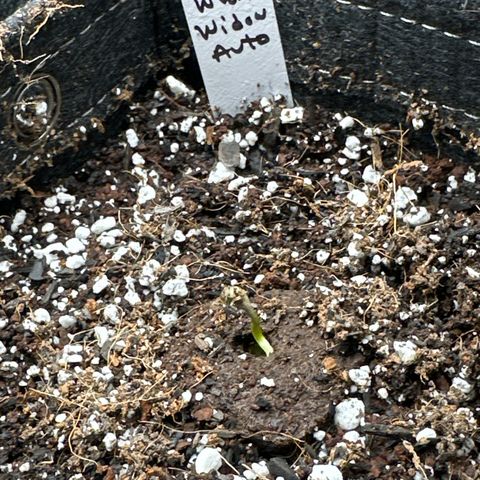 White Widow Autoflower - ILGM growlog timeline photo