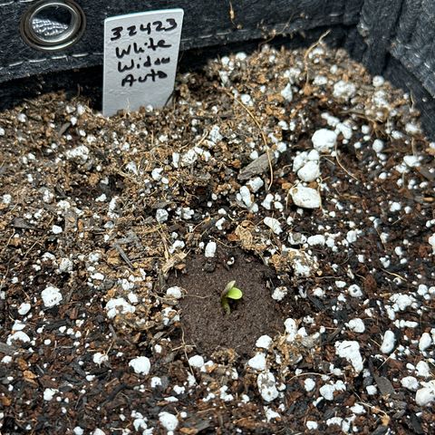 White Widow Autoflower - ILGM growlog timeline photo