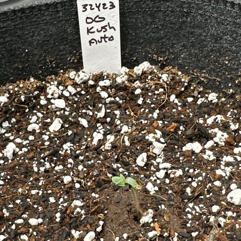 OG Kush - ILGM growlog timeline photo