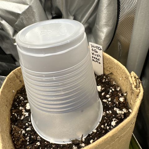 OG Kush - ILGM growlog timeline photo