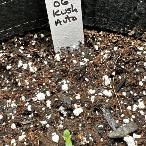 OG Kush - ILGM growlog timeline photo