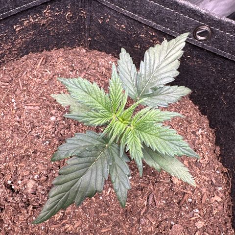 Lizzo  growlog photo: She seems to be growing nicely 