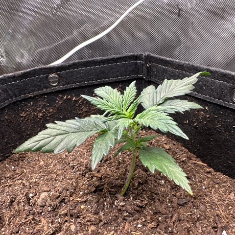 Lizzo  growlog photo: She seems to be growing nicely 