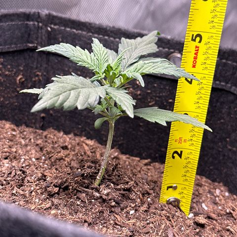 Lizzo  growlog photo: She seems to be growing nicely 