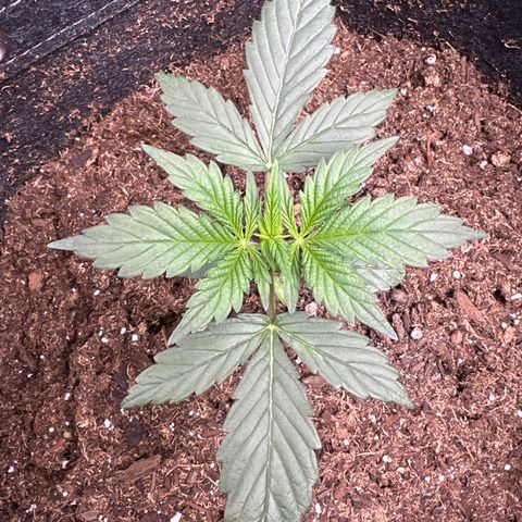 Tiny  growlog photo: looking good!