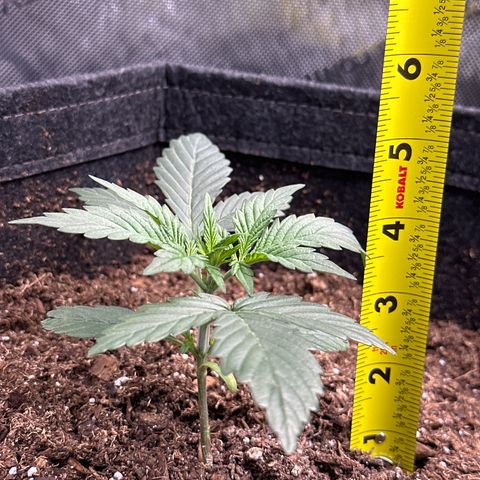 Tiny  growlog photo: looking good!