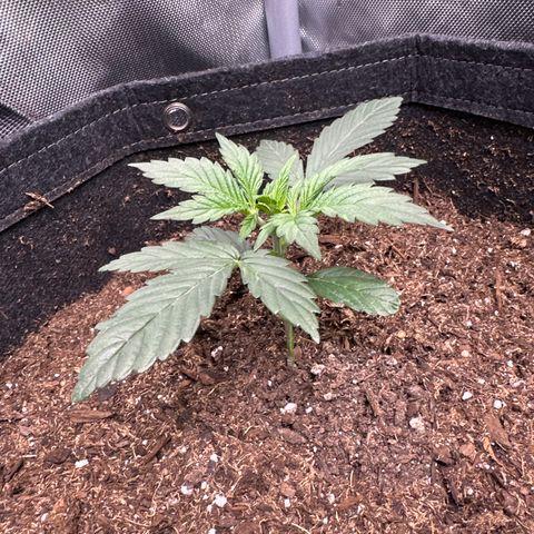Tiny  growlog photo: looking good!