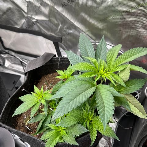 Miri Miri growlog photo: looking great! 