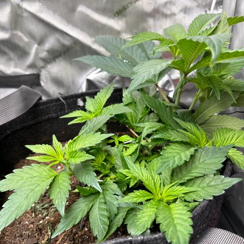 Miri Miri growlog photo: looking great! 