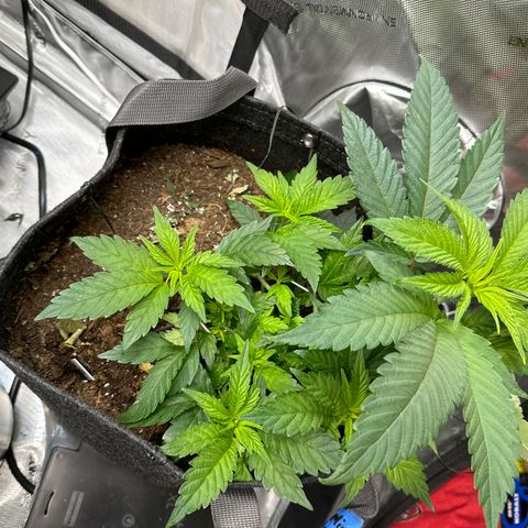 Miri Miri growlog photo: looking great! 