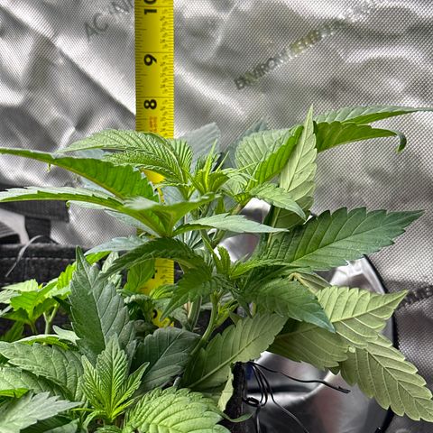 Miri Miri growlog photo: looking great! 