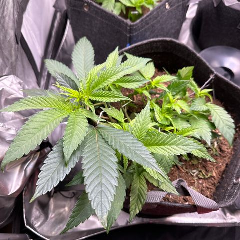Michelle growlog timeline photo