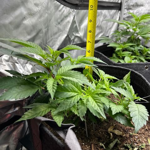 Michelle growlog timeline photo