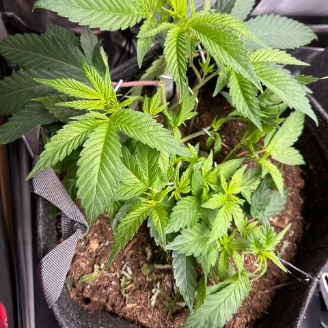 Michelle growlog timeline photo