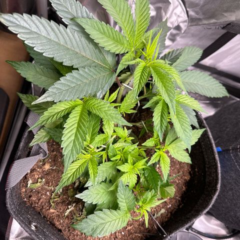 Michelle growlog timeline photo
