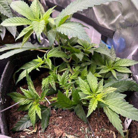 Miri Miri growlog timeline photo
