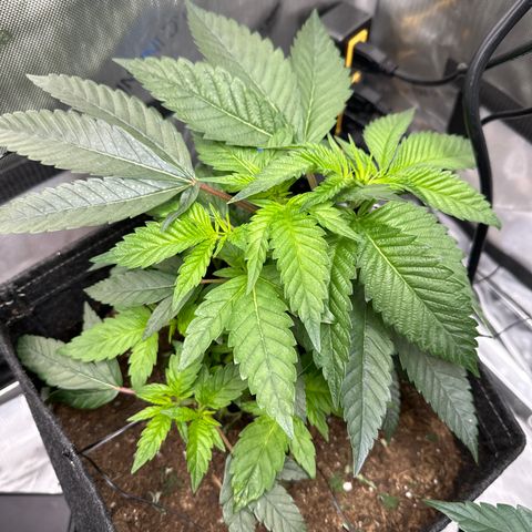Iraida  growlog timeline photo
