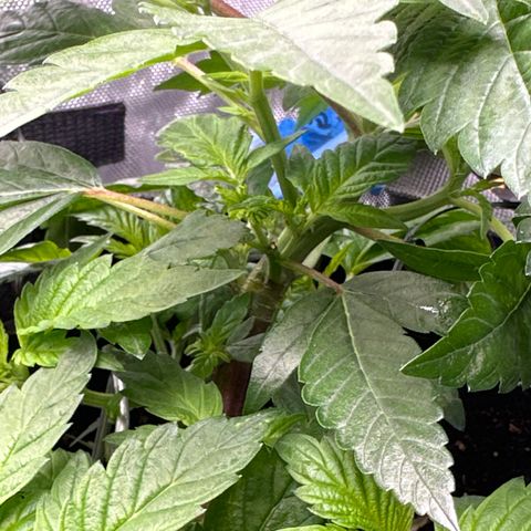 Iraida  growlog timeline photo