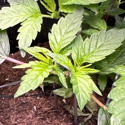 Iraida  growlog timeline photo