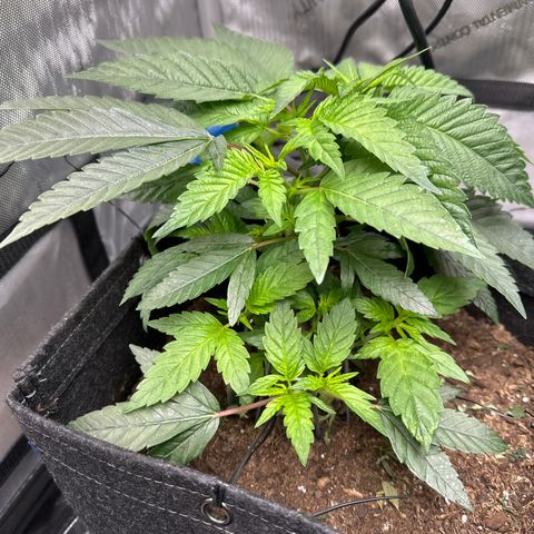 Iraida  growlog timeline photo