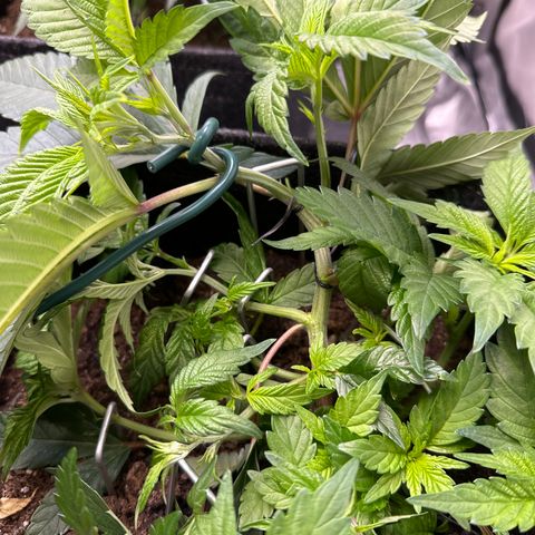 Miri Miri growlog photo: Opened up middle 