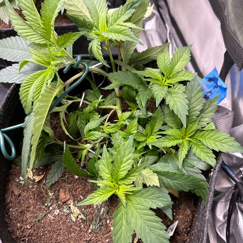 Miri Miri growlog photo: Opened up middle 
