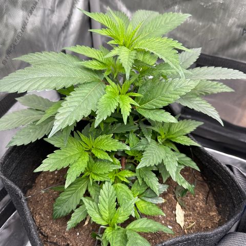 Rebecca  growlog photo: looking great even with low stress training growing tall. Leaning towards a sativa dominant hybrid with sativa trait phenos... let's see
