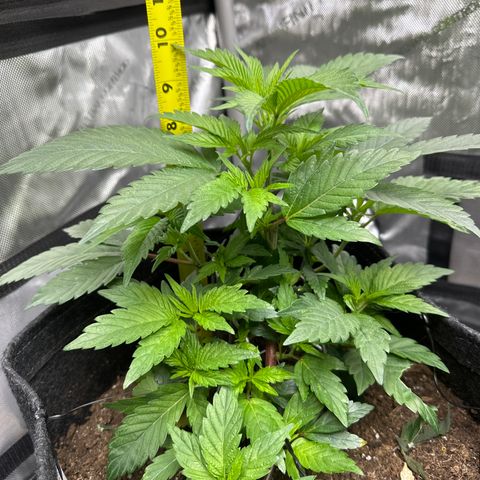 Rebecca  growlog photo: looking great even with low stress training growing tall. Leaning towards a sativa dominant hybrid with sativa trait phenos... let's see