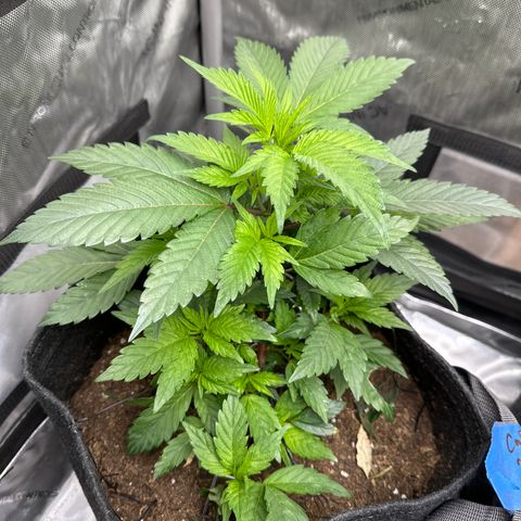 Rebecca  growlog photo: looking great even with low stress training growing tall. Leaning towards a sativa dominant hybrid with sativa trait phenos... let's see