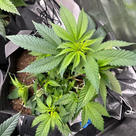 Miri Miri growlog photo: Looking great day 7 of flower, I adjusted a few staples to move the vegetation that grow over the last week. Added a uva light for 1.5 hours a day. 
