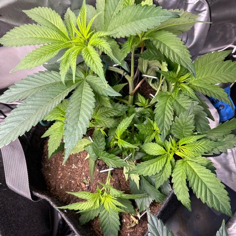 Miri Miri growlog photo: Looking great day 7 of flower, I adjusted a few staples to move the vegetation that grow over the last week. Added a uva light for 1.5 hours a day. 