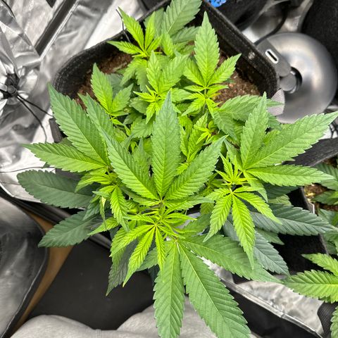 Michelle growlog photo: She is looking healthy! a lot of new growth over the last 7 days. 