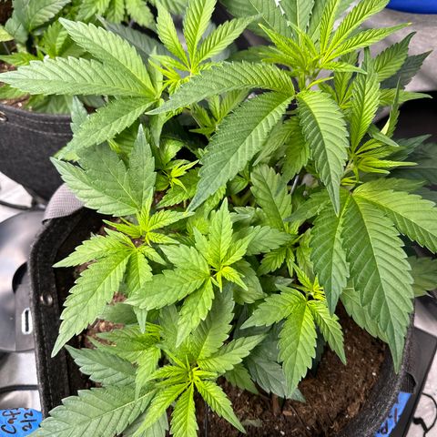 Michelle growlog photo: She is looking healthy! a lot of new growth over the last 7 days. 