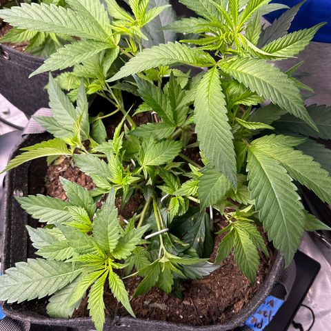 Michelle growlog photo: moving a few staples to get the middle more light. added uva light to grow tent counted at least 11 stems on this baby. looking forward to seeing the yield. 