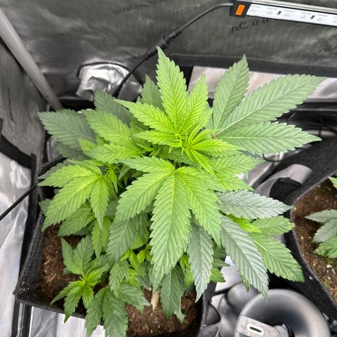 Rebecca  growlog photo: Moved a few leaves to allow light in. counted 9 stems... She's growing strong and gonna be tall. added uva to the grow tent 1.5 hours a day for the first few days and will go up in time over the next few weeks. 