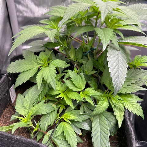 Rebecca  growlog photo: Moved a few leaves to allow light in. counted 9 stems... She's growing strong and gonna be tall. added uva to the grow tent 1.5 hours a day for the first few days and will go up in time over the next few weeks. 
