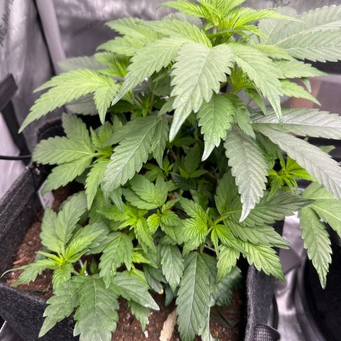 Rebecca  growlog photo: Moved a few leaves to allow light in. counted 9 stems... She's growing strong and gonna be tall. added uva to the grow tent 1.5 hours a day for the first few days and will go up in time over the next few weeks. 