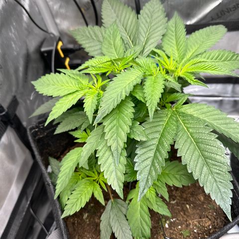 Iraida  growlog photo: Growing strong over the last 7 days. added uva lights to grow tent 1.5 hours a day. will increase over time. 