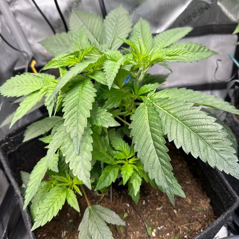 Iraida  growlog photo: Growing strong over the last 7 days. added uva lights to grow tent 1.5 hours a day. will increase over time. 