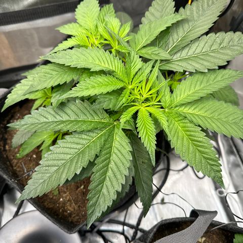 Iraida  growlog photo: Growing strong over the last 7 days. added uva lights to grow tent 1.5 hours a day. will increase over time. 