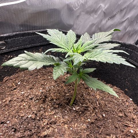 Lizzo  growlog photo: End of week 2 Veg Day 13. Week 3 starts tomorrow. Nice growth, she took off the last few days. 
