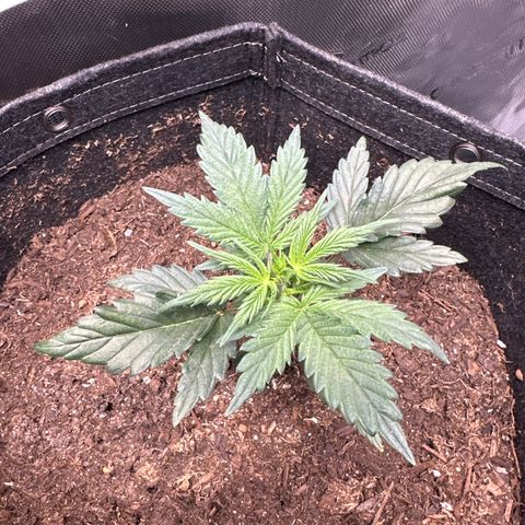 Lizzo  growlog photo: End of week 2 Veg Day 13. Week 3 starts tomorrow. Nice growth, she took off the last few days. 