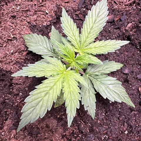 Kim growlog photo: growing slowing, she's little but she's not going to let that stop her... She's trying to catch up! 