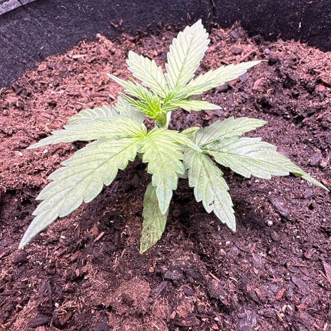 Kim growlog photo: growing slowing, she's little but she's not going to let that stop her... She's trying to catch up! 