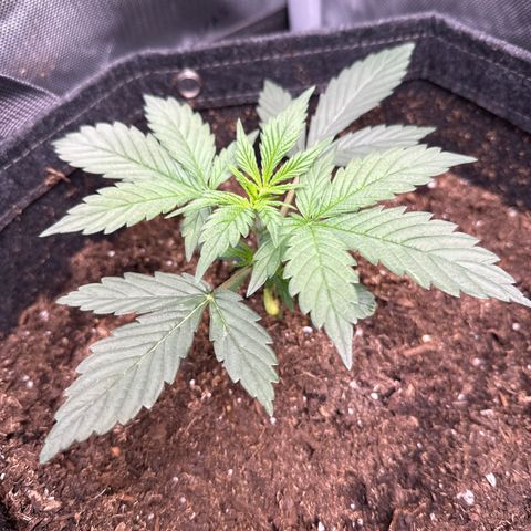 Tiny  growlog photo: End of week 2! 